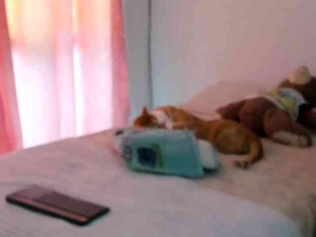 LaraCat1 webcam