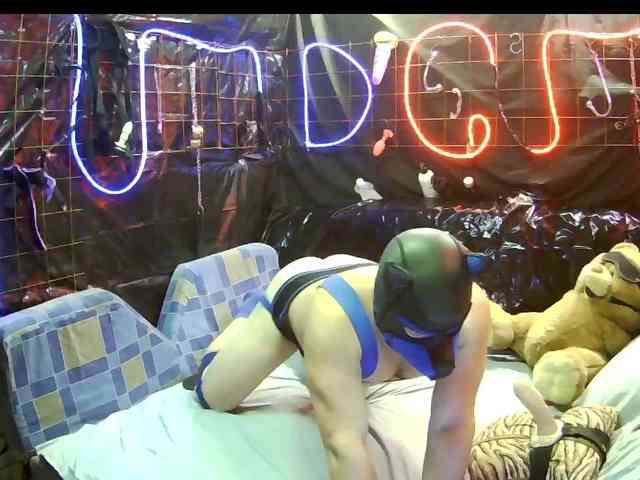 Doberman1a Doberman1a