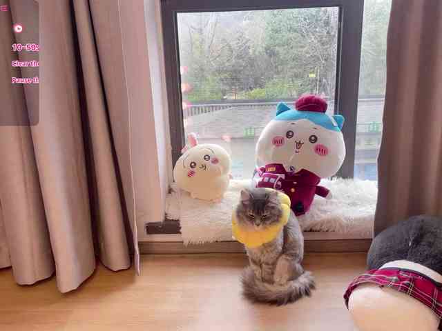 Kittenfishing webcam