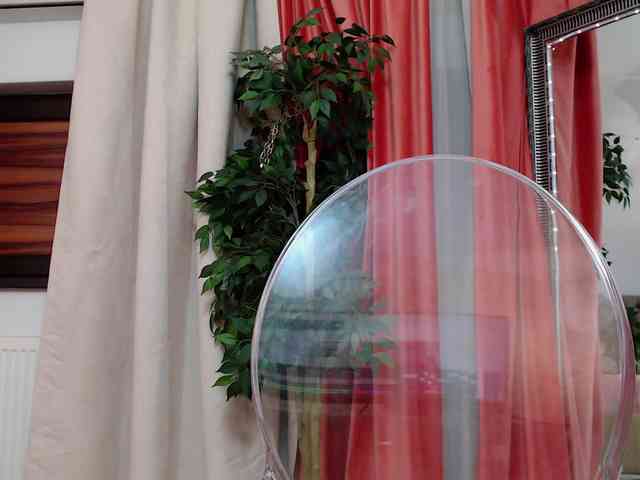 DaliaHaven DaliaHaven