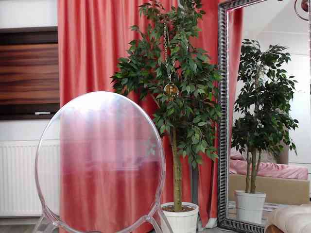 DaliaHaven DaliaHaven