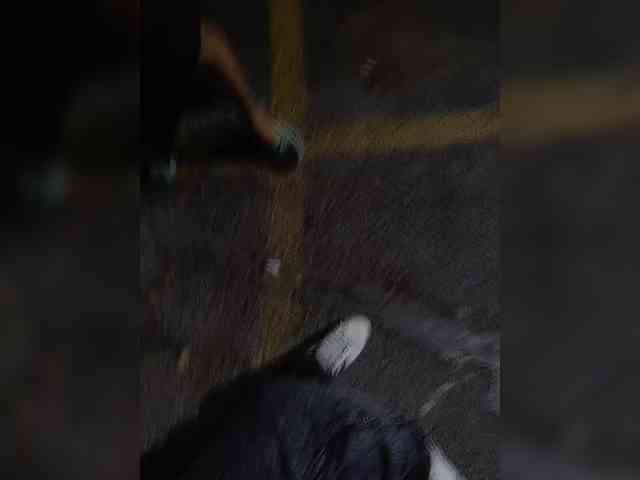 AngelStarShine1 AngelStarShine1