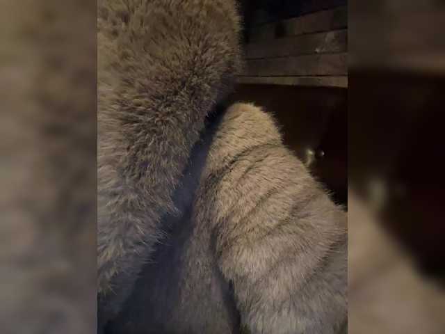 NotBellucci's BongaCams show and profile