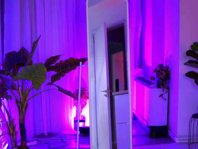 ArabianRose ArabianRose