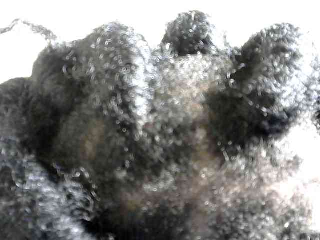 Browny-snacky webcam