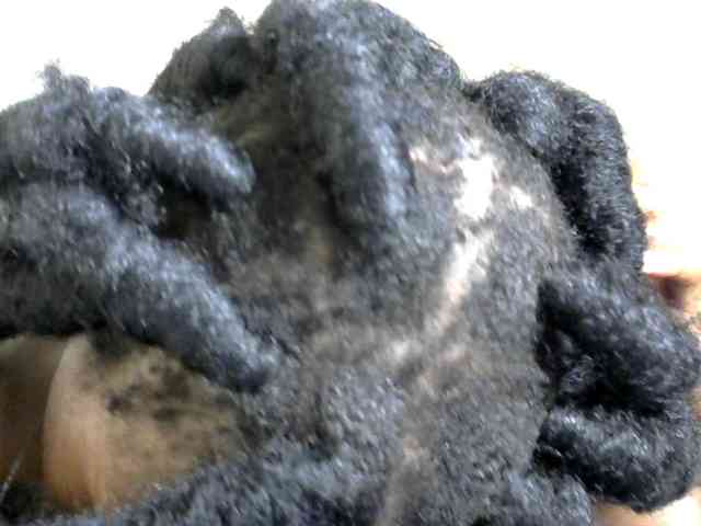 Browny-snacky webcam