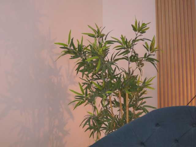 NayaQuinn's BongaCams show and profile