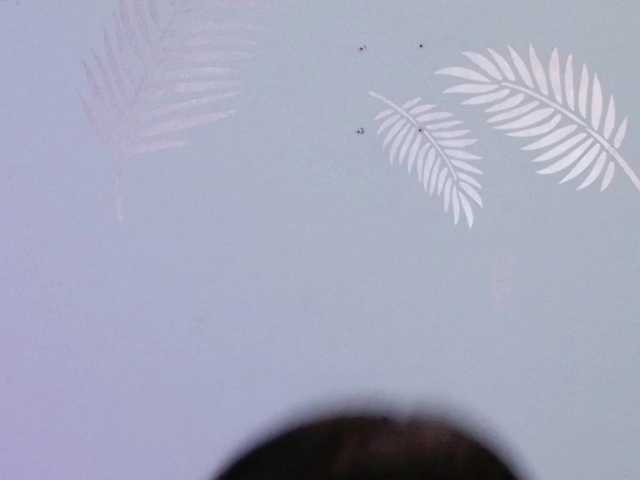 dulceduarte23's BongaCams show and profile