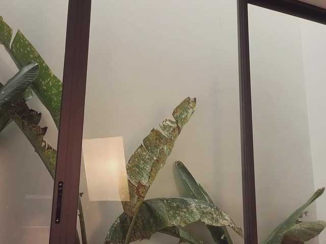 came-a-lot's BongaCams show and profile