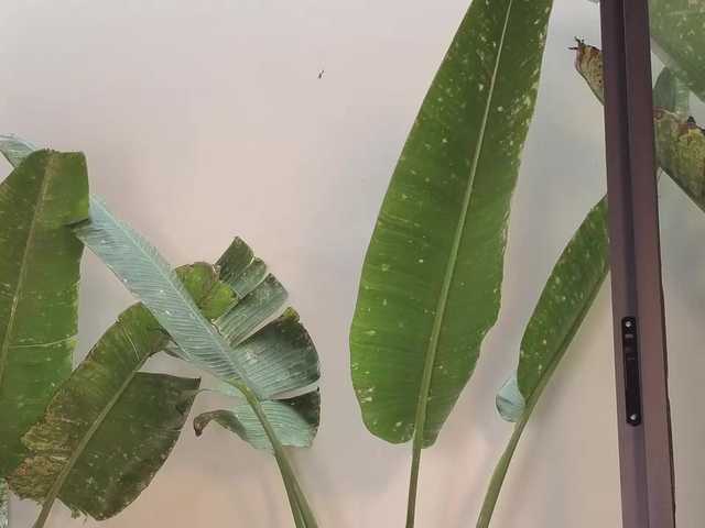 came-a-lot's BongaCams show and profile