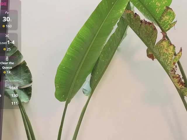 came-a-lot's BongaCams show and profile