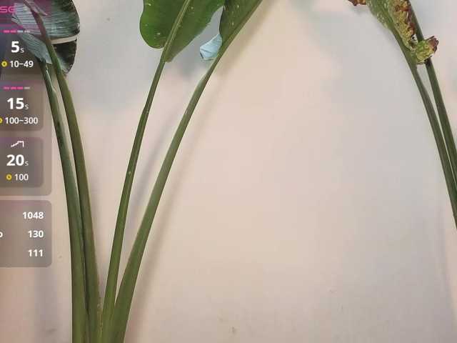 came-a-lot's BongaCams show and profile