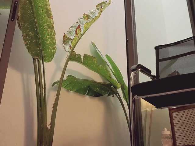 came-a-lot from BongaCams