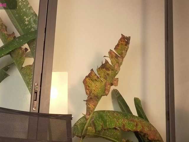 came-a-lot's BongaCams show and profile