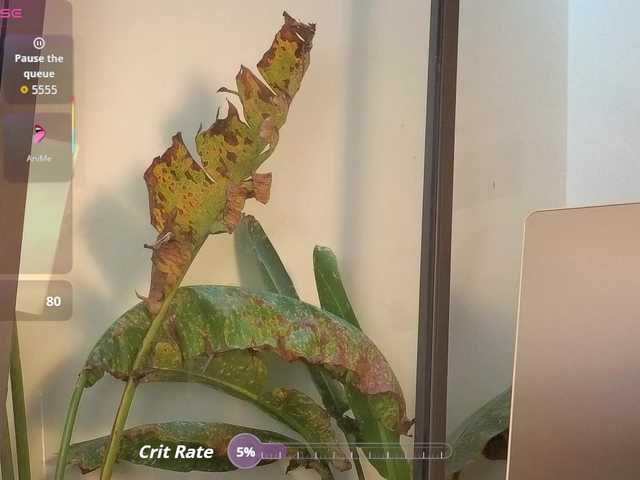 came-a-lot's BongaCams show and profile