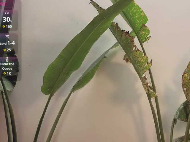 came-a-lot's BongaCams show and profile