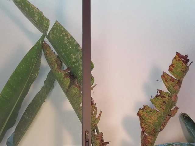 came-a-lot's BongaCams show and profile