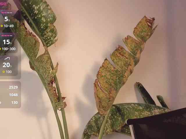 came-a-lot came-a-lot