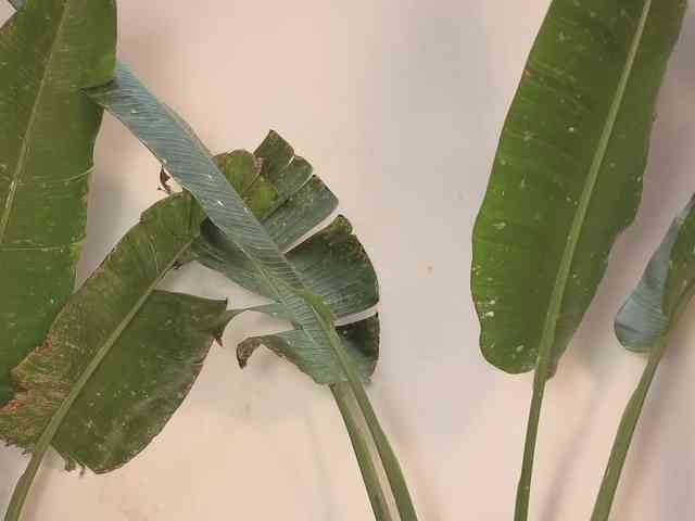 came-a-lot came-a-lot