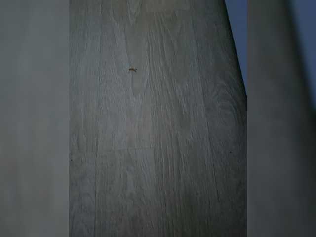 Skitovteam – webcam model profile photo