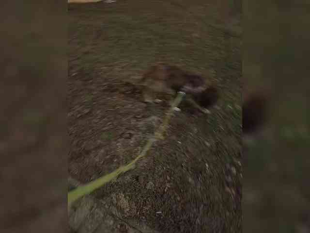 CrusherForFemaleRealPL