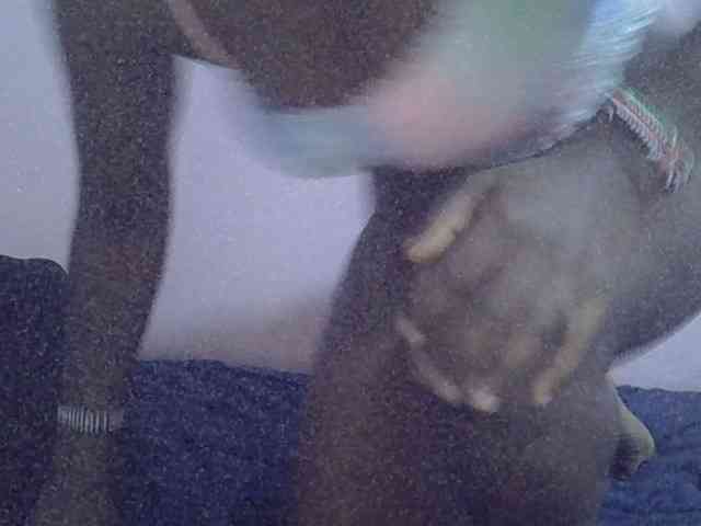 Ebonyprincess14 webcam