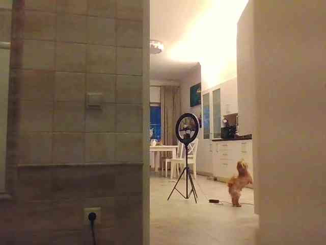 AngelicFenix Live Webcam on BongaCams