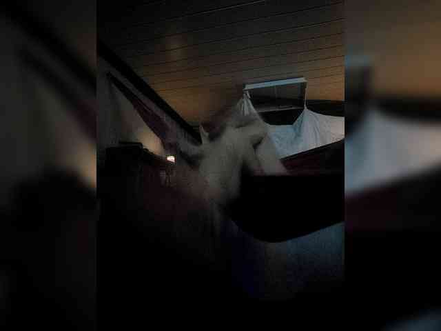 Tombj Live Webcam on BongaCams