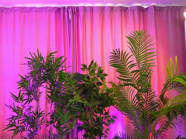 ExoticTala's BongaCams show and profile