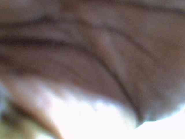 Sweet-camomile webcam