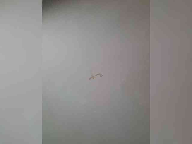 NoRules-Duo00 webcam