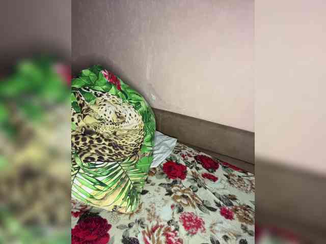 Alexander31321 Alexander31321