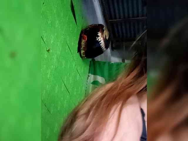 Wildestfantacy webcam