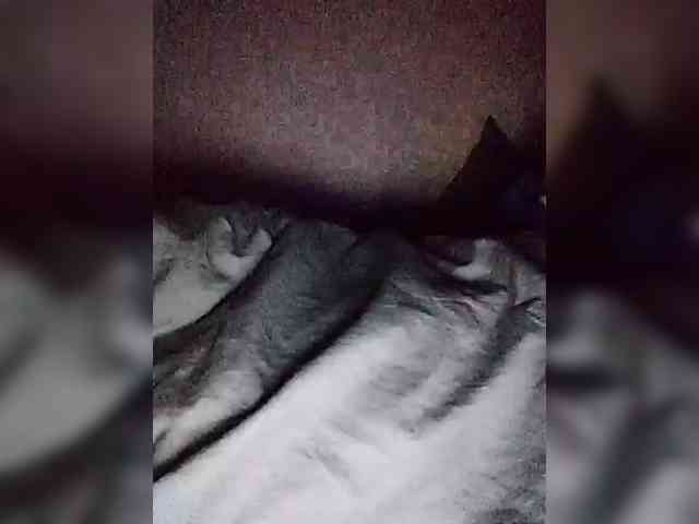 Sasamomosa Sasamomosa