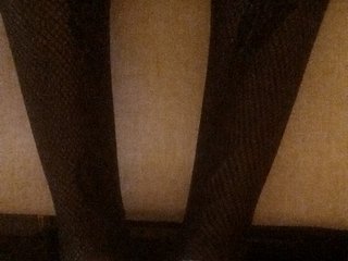 Juanitamami Porn Show