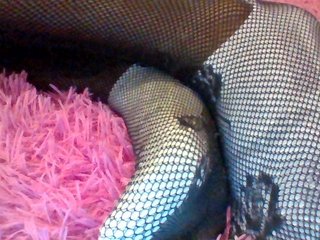 Juanitamami Porn Show