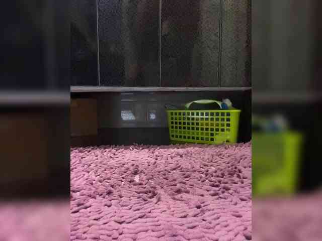 Mokraia-pisia333 webcam