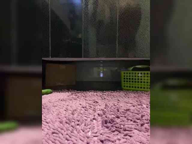 Mokraia-pisia333 webcam