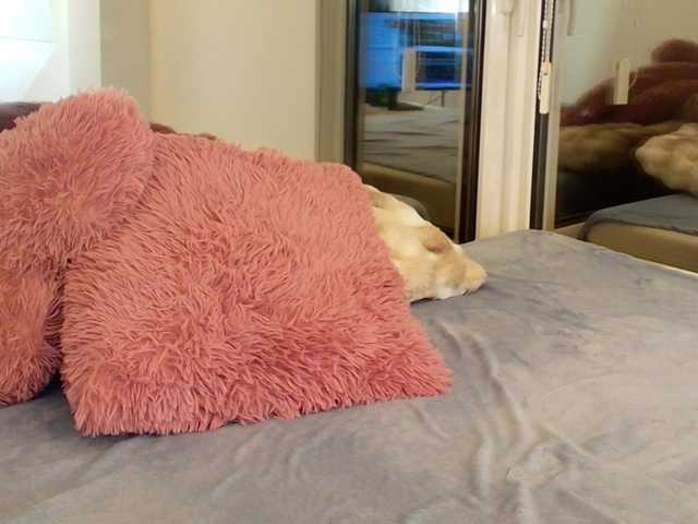 AngelicFox's BongaCams show and profile