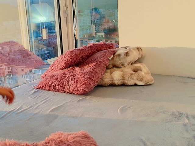 AngelicFox's BongaCams show and profile