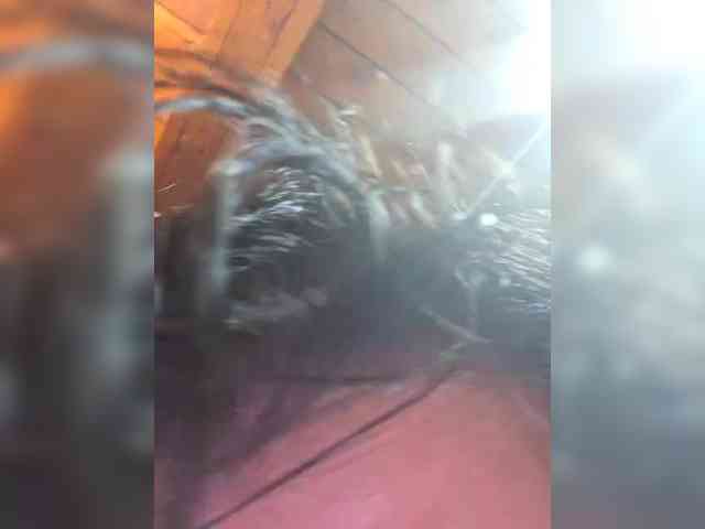 LushMarshmallows webcam