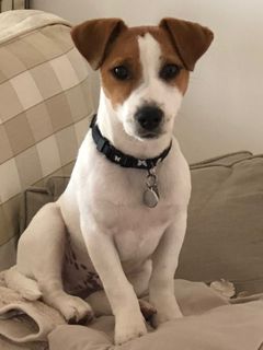 puppy