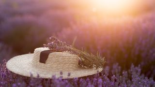 Lavender fields