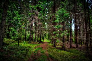 Forest