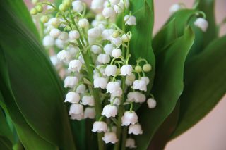flowers every day