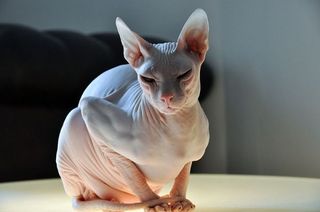 Sphynx cat