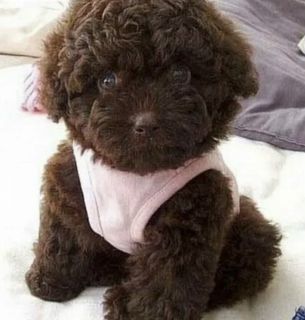 Puppy