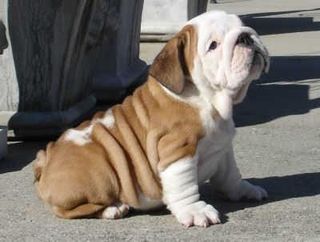 My dream dog