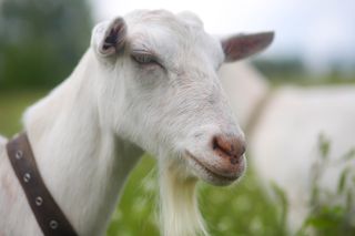Goat!