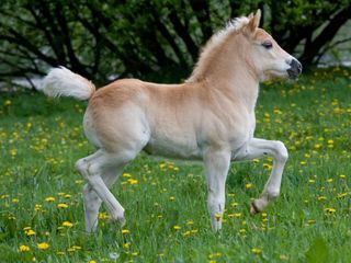 Pony farm